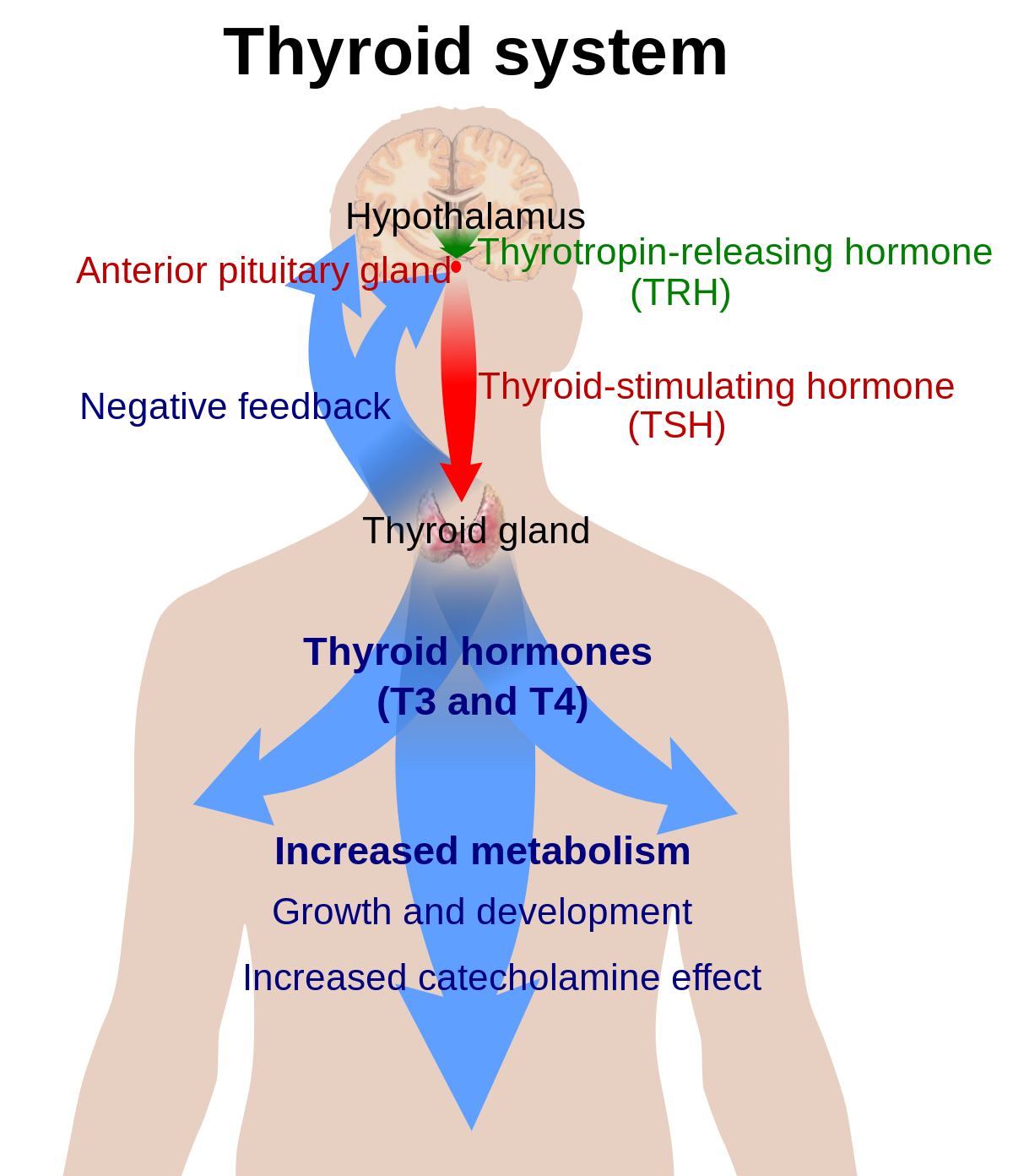 Avita Thyroid system